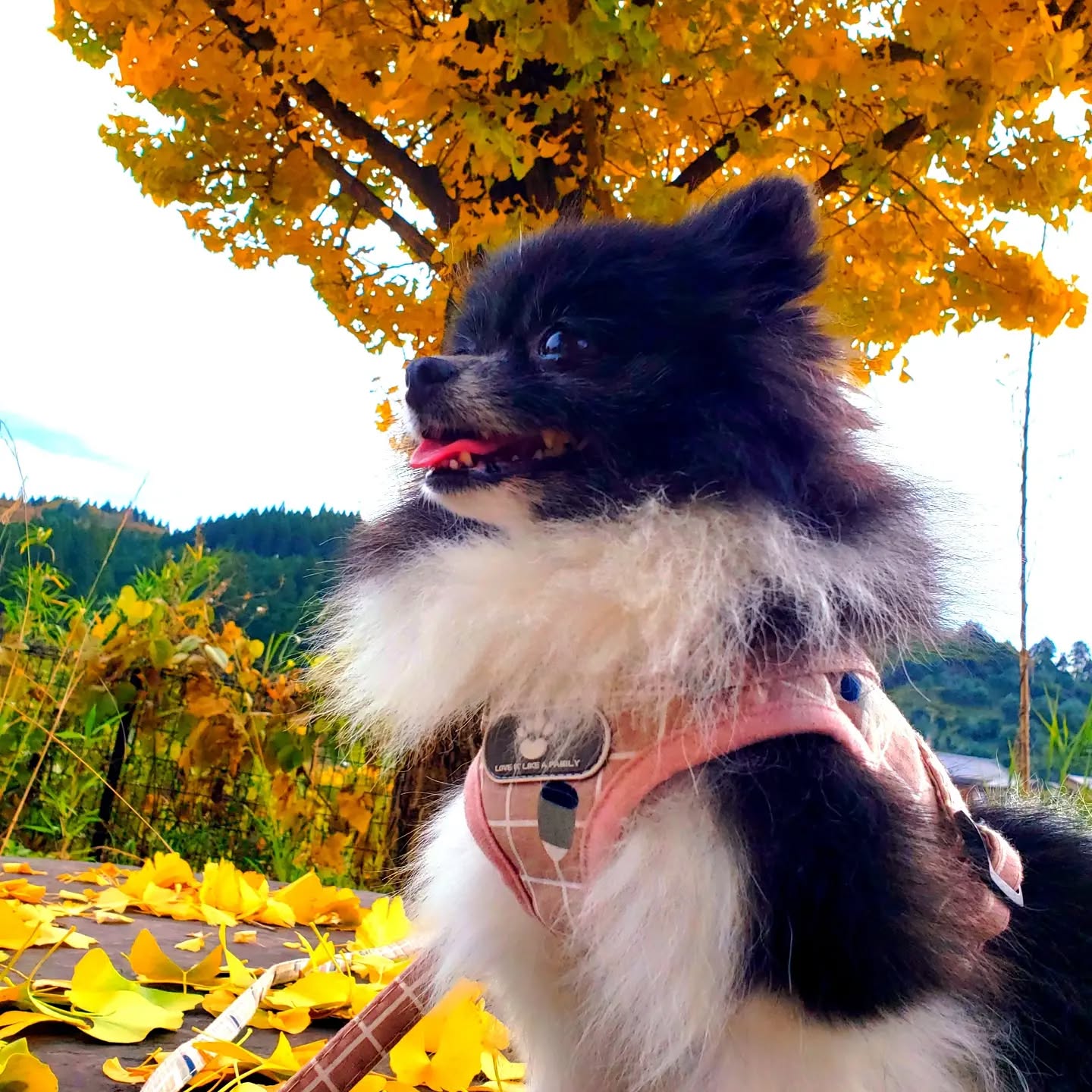 看板犬の花ちゃん 1